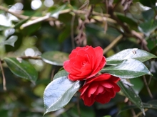rododendron